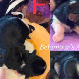 Girl 1 - Biewer Terrier puppy in Brooklyn, New York from Belamour Toys • Biewer Terriers & Maltese