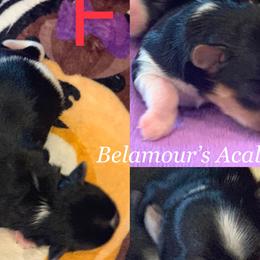 Girl 1 - Biewer Terrier puppy in Brooklyn, New York from Belamour Toys • Biewer Terriers & Maltese