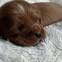 Copper (Blue) - Ruby male Cavalier King Charles Spaniel puppy in Auburn, Washington from Enchanted Cavaliers