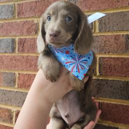 Luke- AKC- Stunning Silver (Isabella) w BLUE eyes - Fawn (isabella) and tan male Dachshund puppy in Loganville, Georgia from Royal Dackel Haus