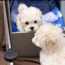Minnie - White female Coton de Tulear puppy in Warrenton, Virginia from Four Lochs LLC