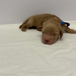 Boy 1 - Cream male Dachshund puppy in Oroville, California from Barnes’ Doxies