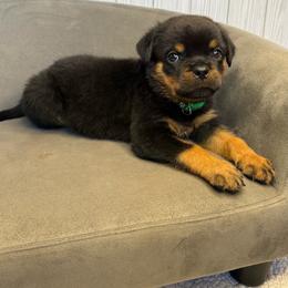 Green boy - Black and mahogany male Rottweiler puppy in Reno, California from VHF
