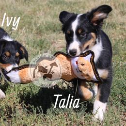 Australian Shepherd Puppies from Dawn 2 Dusk Ranch
