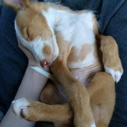 Ibizan Hound Puppies from AirO'Doe Ibizans