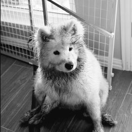 Samoyed Puppies from Hill Country Samoyeds