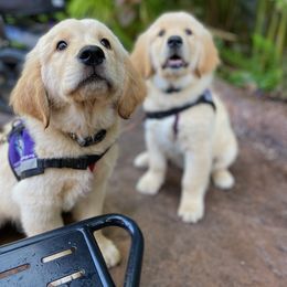 Golden Retriever Puppies from Hope Service Dogs, Inc