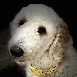 Baby - Goldendoodle
