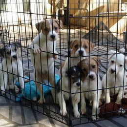 German Shepherds and Parson Russell Terriers from Loyalville