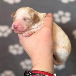 Orion - Apricot male Cavapoo puppy in Sun City, Arizona from AZ Cavapoos