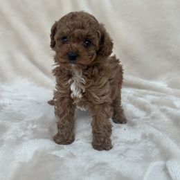 Aspen AKC Toy Poodle - Red  female Poodle puppy in Saratoga Springs, Utah from Corrington Curls
