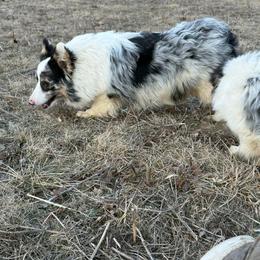 Dutton - American Corgi