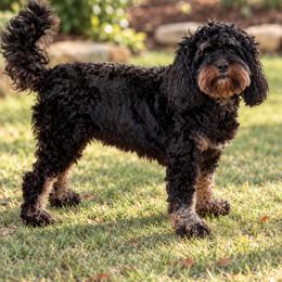 Raven - Cavapoo
