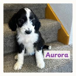 Aurora - Black and white female Springerdoodle puppy in Cassville, Wisconsin from Storyside Kennels
