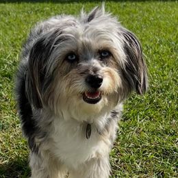 Aussiedoodles from Reigning Doodles