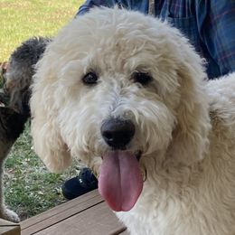 Zoie - Australian Labradoodle