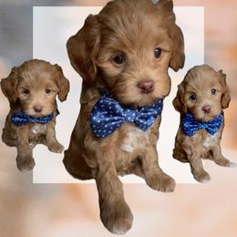 Joseph - Red  male Goldendoodle puppy in Decatur, Texas from Scherrer Sweet Goldendoodles