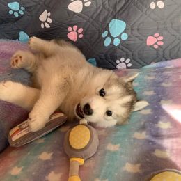 Siberian Husky Puppies from Canace Siberians