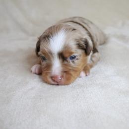 Forest - Red merle male Toy Australian Shepherd puppy in Albia, Iowa from J Bar M Toy and Mini Aussies