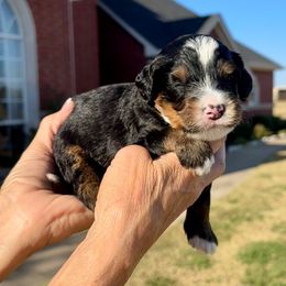 Boy 5 - Tri-color male Bernedoodle puppy in Royse City, Texas from Platinum Bernedoodles of Texas