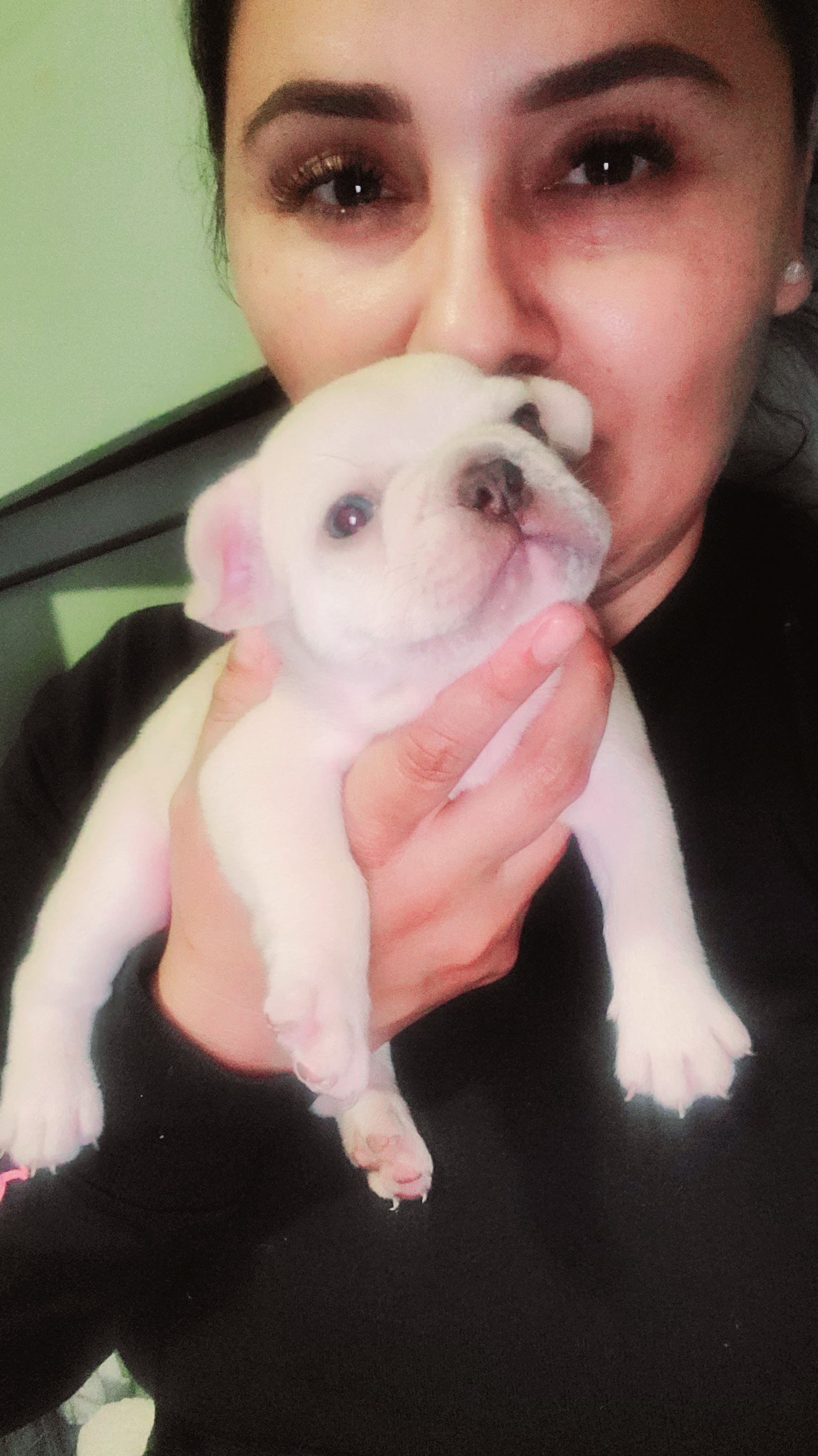 French Bulldog Puppies from Culichitown Frenchies
