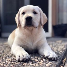Labrador Retriever Puppies from Judy Sarao's Labs