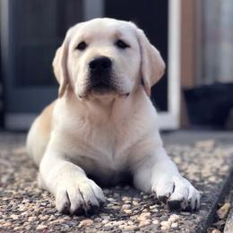 Labrador Retriever Puppies from Judy Sarao's Labs