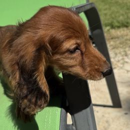 Flourescent Orange Collar - Red male Dachshund puppy in Early, Texas from The Jewelry Dox
