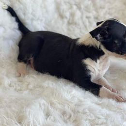 Bull Terrier Puppies from Elite Bull terriers