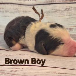 Brown - Tri-color male Bernedoodle puppy in Taft, Tennessee from McGraw's Fetching Pups