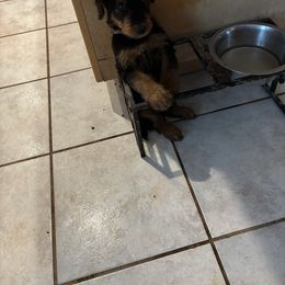 Boy 3 - Black and tan male Airedale Terrier puppy in Tucson, Arizona from Topline Airedale Terriers