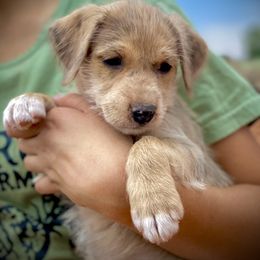 Aussiedoodle and Leopardoodle Puppies from A Puppy Crush