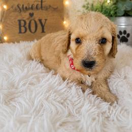 Red collar - Apricot male Poodle puppy in Spring Branch, Texas from Bear Hills kennel