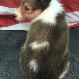 Shetland Sheepdogs from Hanna Farm Shelties