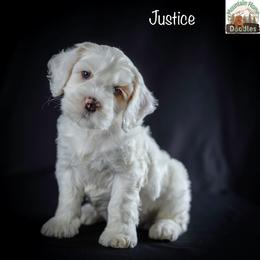 Justice - Apricot male Australian Labradoodle puppy in Cashmere, Washington from Mountain Home Doodles
