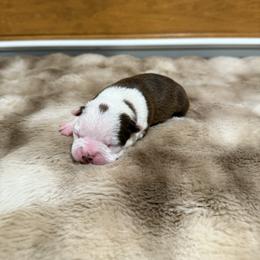 Red boy 1 more white on face - Red male Boston Terrier puppy in Madera Acres, California from Muggin Bostons Terriers and Mini Dachshund