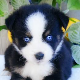 Monty - Black & white male Australian Shepherd puppy in Ranger, Texas from Outback Mini Aussies