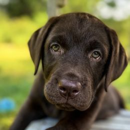 Sandy - Labrador Retriever