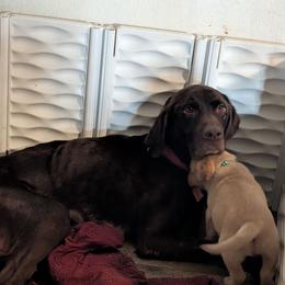 Roxy - Labrador Retriever