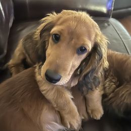 Bravo - Dachshund