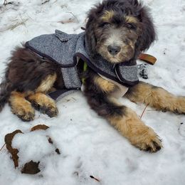 Goldendoodle Puppies from O’Hara Doodles