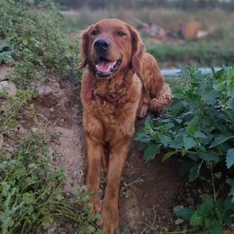 Golden Retrievers from Enchanted Valley Goldens