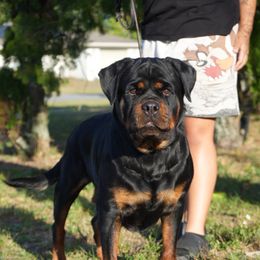Harley - Rottweiler