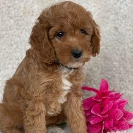 Aussiedoodles, Bernedoodles, Cavapoos, Goldendoodles, and Labradoodles from Mini Goldendoodles of Cape Cod
