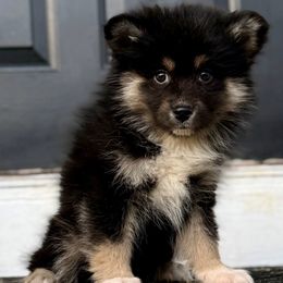 Sara - Black female Finnish Lapphund puppy in Cincinnati, Ohio from Timberwood Paws
