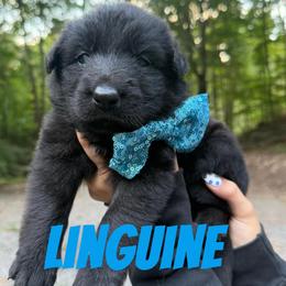 Linguine - Black male German Shepherd puppy in Fort Jennings, Ohio from Von Holtzapple German shepherds