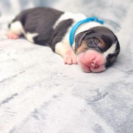 Saphire- blue collar - Black brown and white male Basset Hound puppy in Valley, Washington from Peaceful Valley Paws