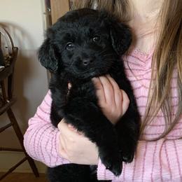 Goldendoodle Puppies from Goldendoodles of Vanhoy Farms