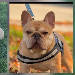 French Bulldog puppies from Edgewater Frenchies