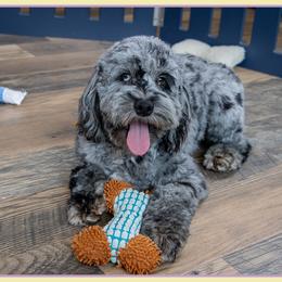 Fraser - Merle male Cockapoo puppy in Connersville, Indiana from Deaz Doodle Ranch